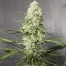 Купить Auto Green Crack CBD feminised Ganja Seeds