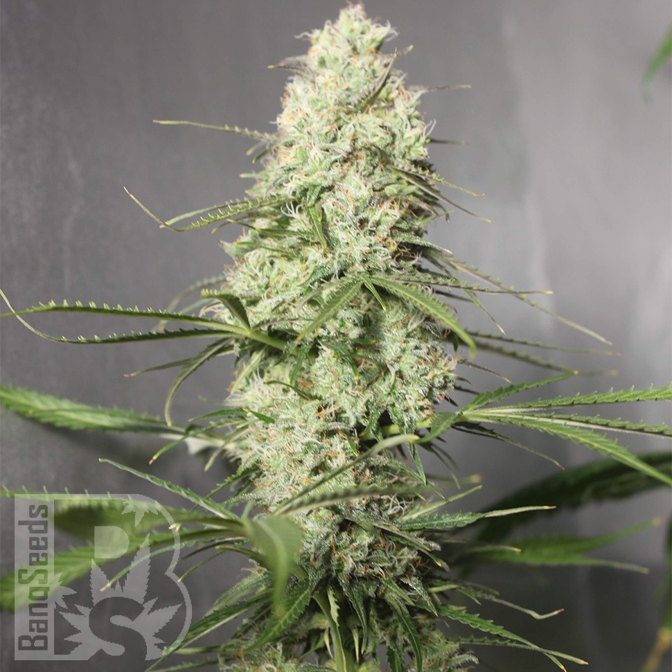 Семена конопли  Auto Green Crack CBD feminised Ganja Seeds