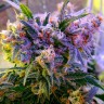 Galaxy feminised Ganja Seeds