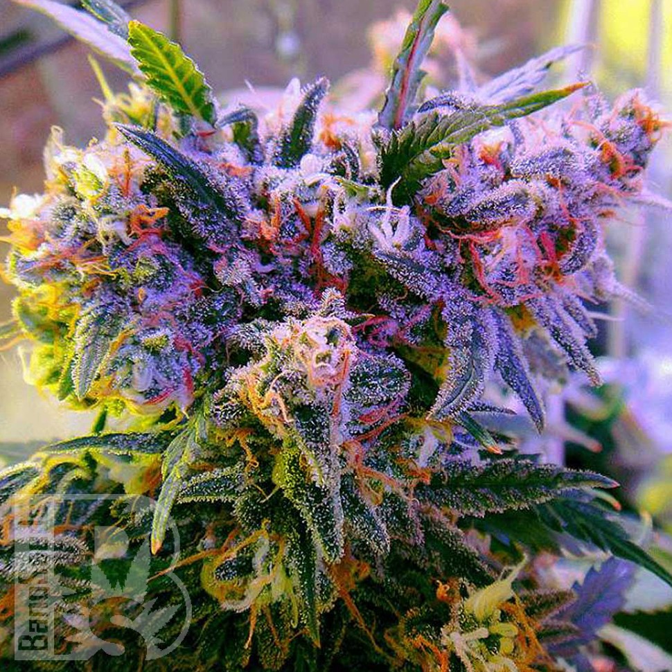 Galaxy feminised Ganja Seeds