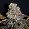 Galaxy feminised Ganja Seeds