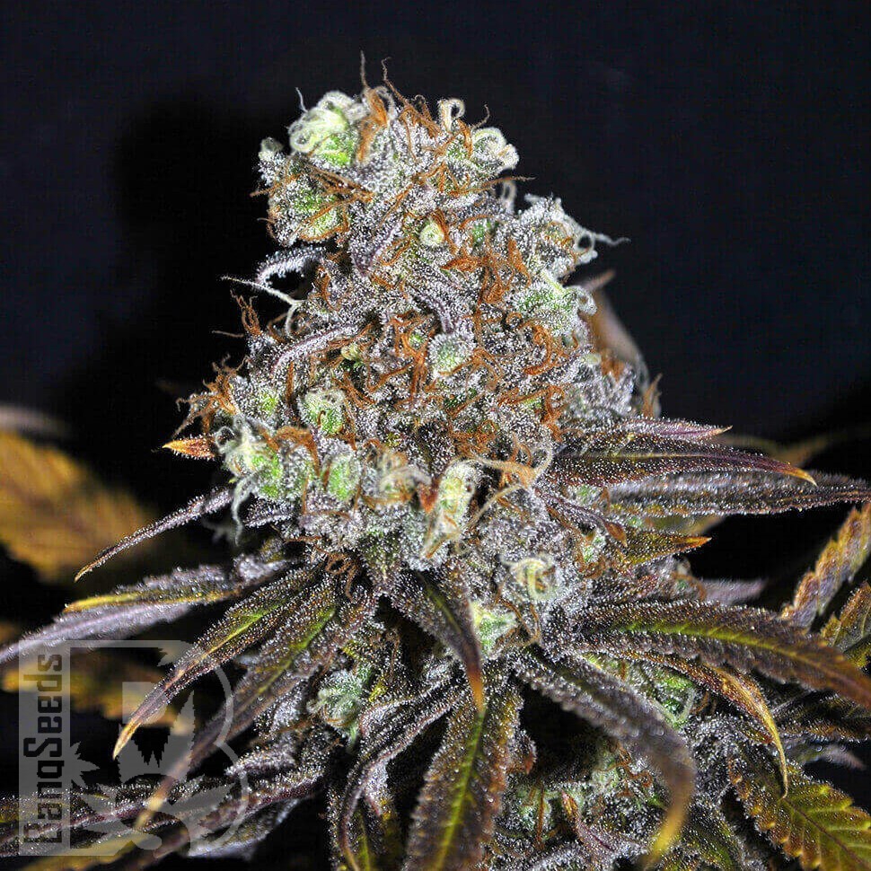 Galaxy feminised Ganja Seeds