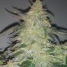 Galaxy feminised Ganja Seeds