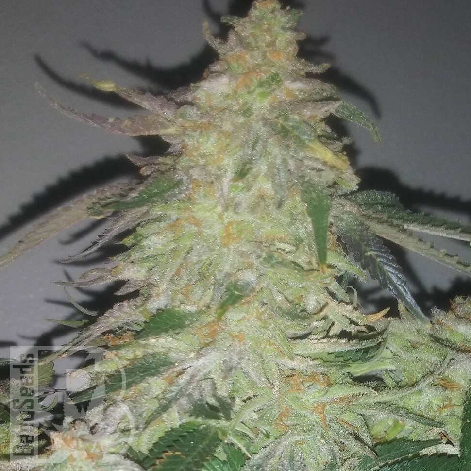 Galaxy feminised Ganja Seeds