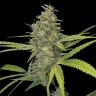 Galaxy feminised Ganja Seeds