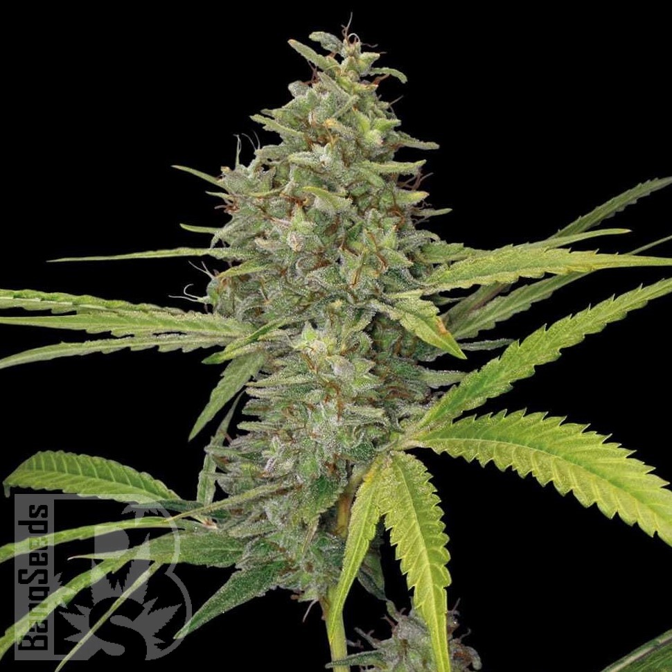 Galaxy feminised Ganja Seeds