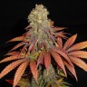 Galaxy feminised Ganja Seeds