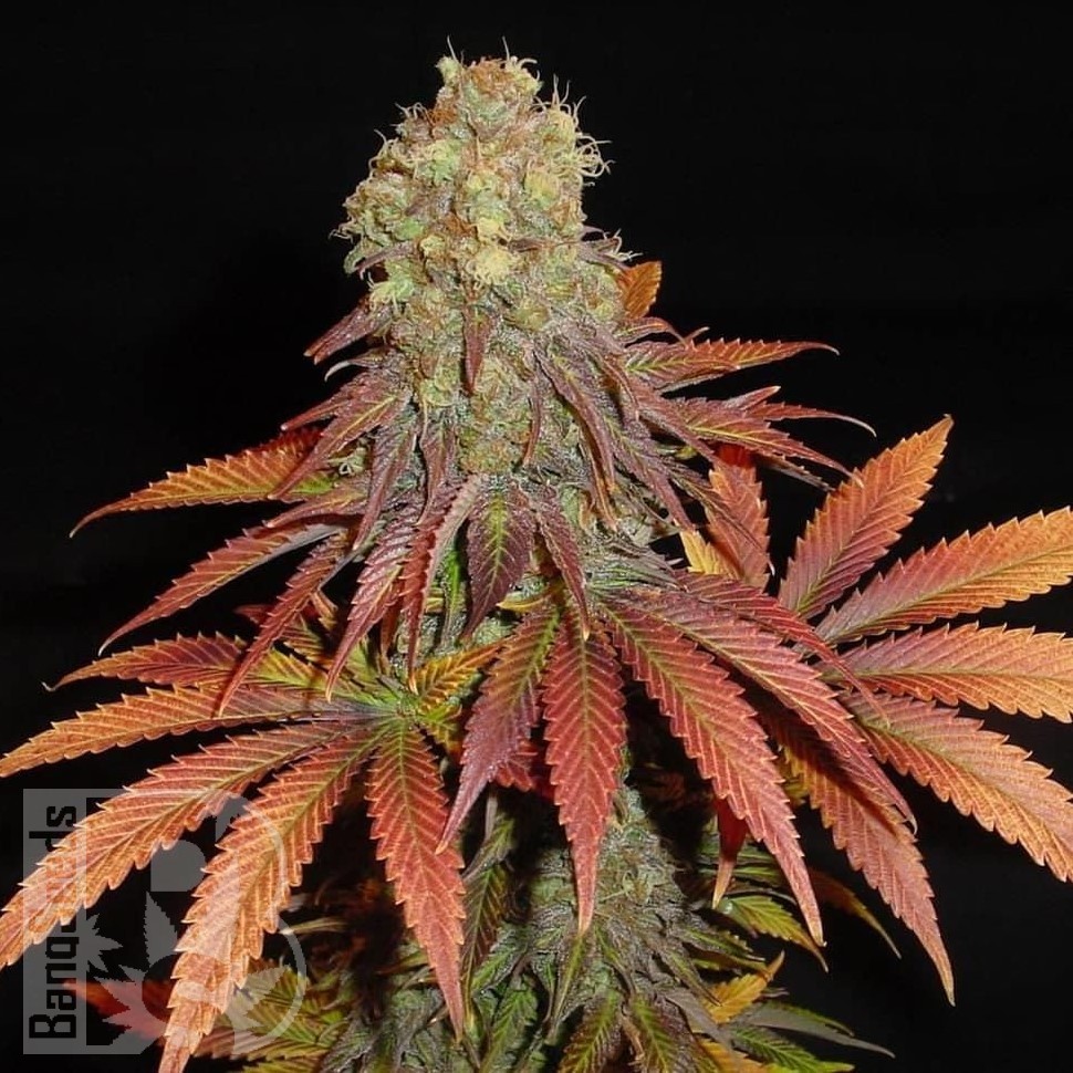 Galaxy feminised Ganja Seeds