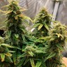 Семена конопли  Auto Altay feminised Bang Seeds