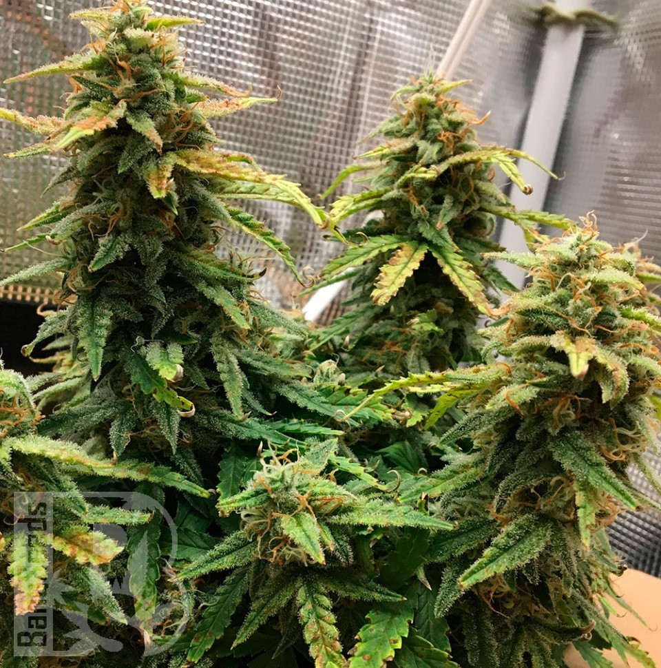 Семена конопли  Auto Altay feminised Bang Seeds