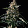 Семена конопли  Auto Altay feminised Bang Seeds