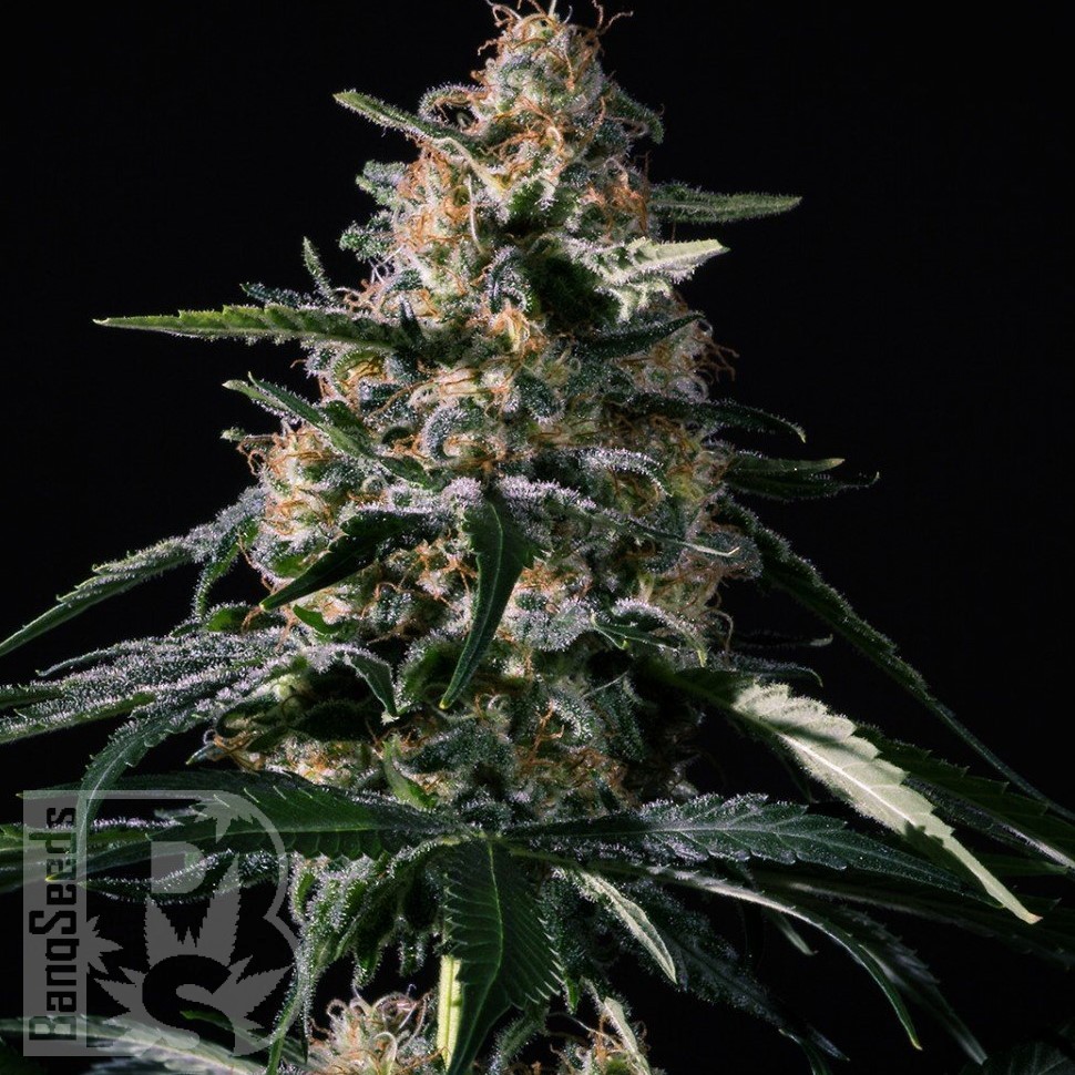 Семена конопли  Auto Altay feminised Bang Seeds