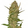 Семена  Karasora feminised Bang Seeds