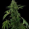 Семена  Karasora feminised Bang Seeds