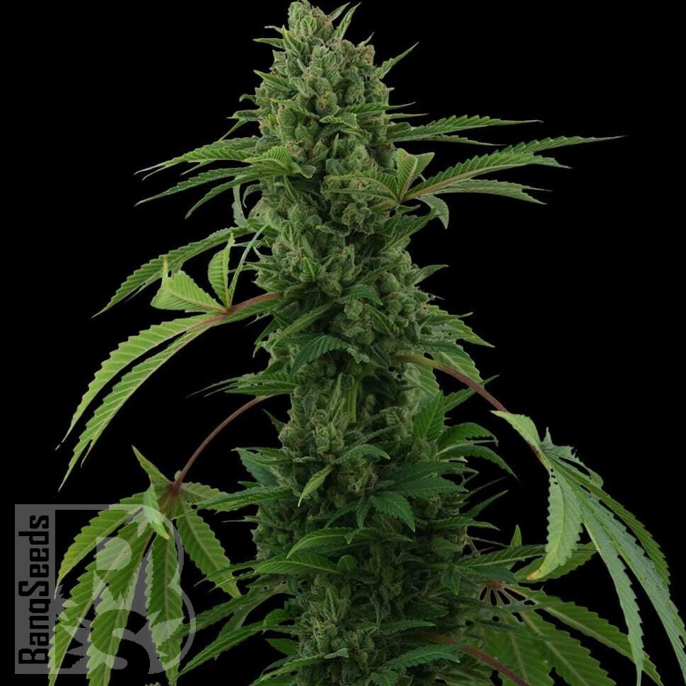 Семена  Karasora feminised Bang Seeds