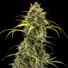 Семена  Karasora feminised Bang Seeds