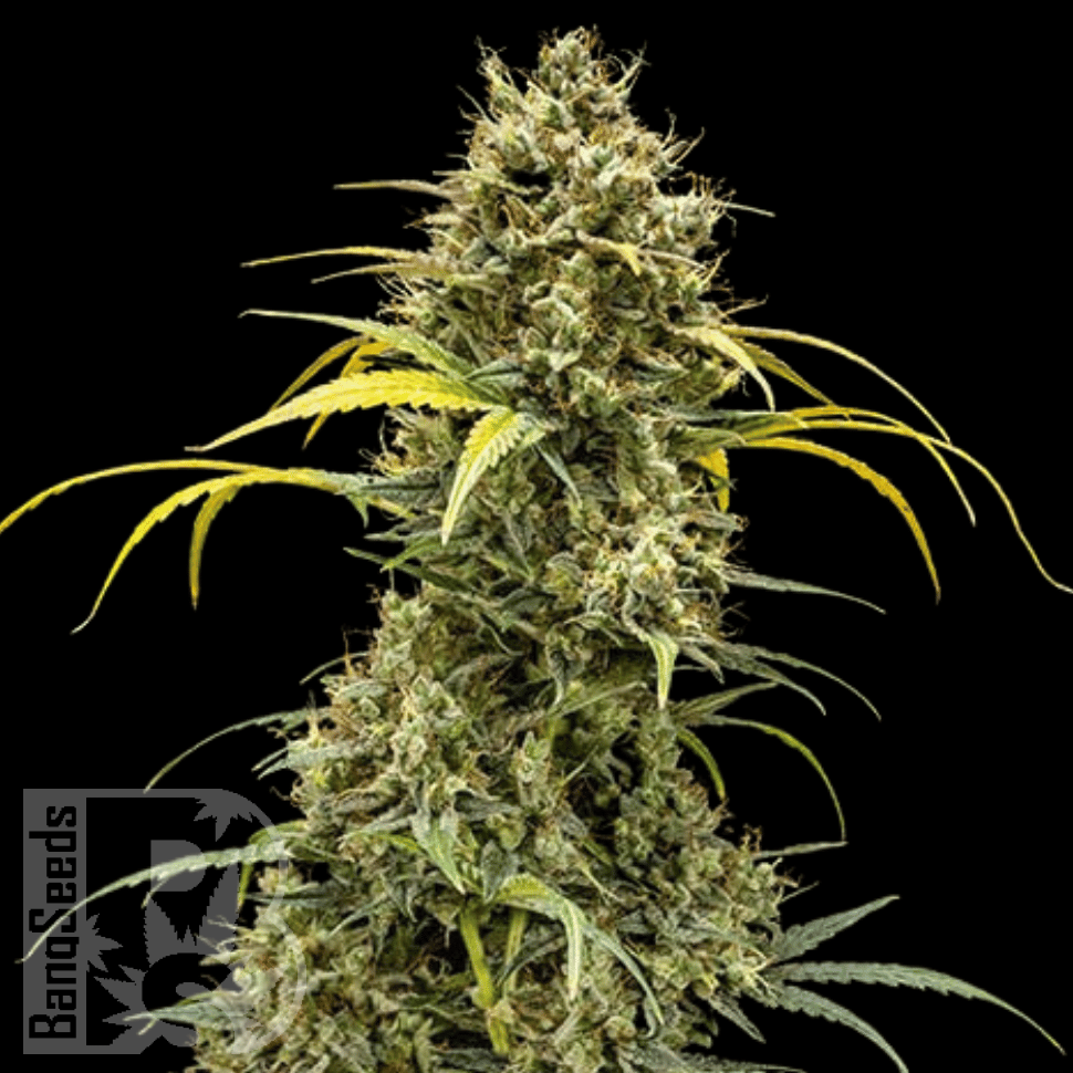 Семена  Karasora feminised Bang Seeds