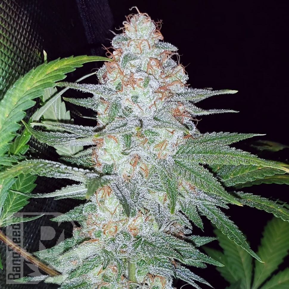 Семена  Karasora feminised Bang Seeds