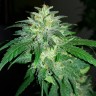 Семена конопли Auto Bubba Kush feminised Ganja Seeds