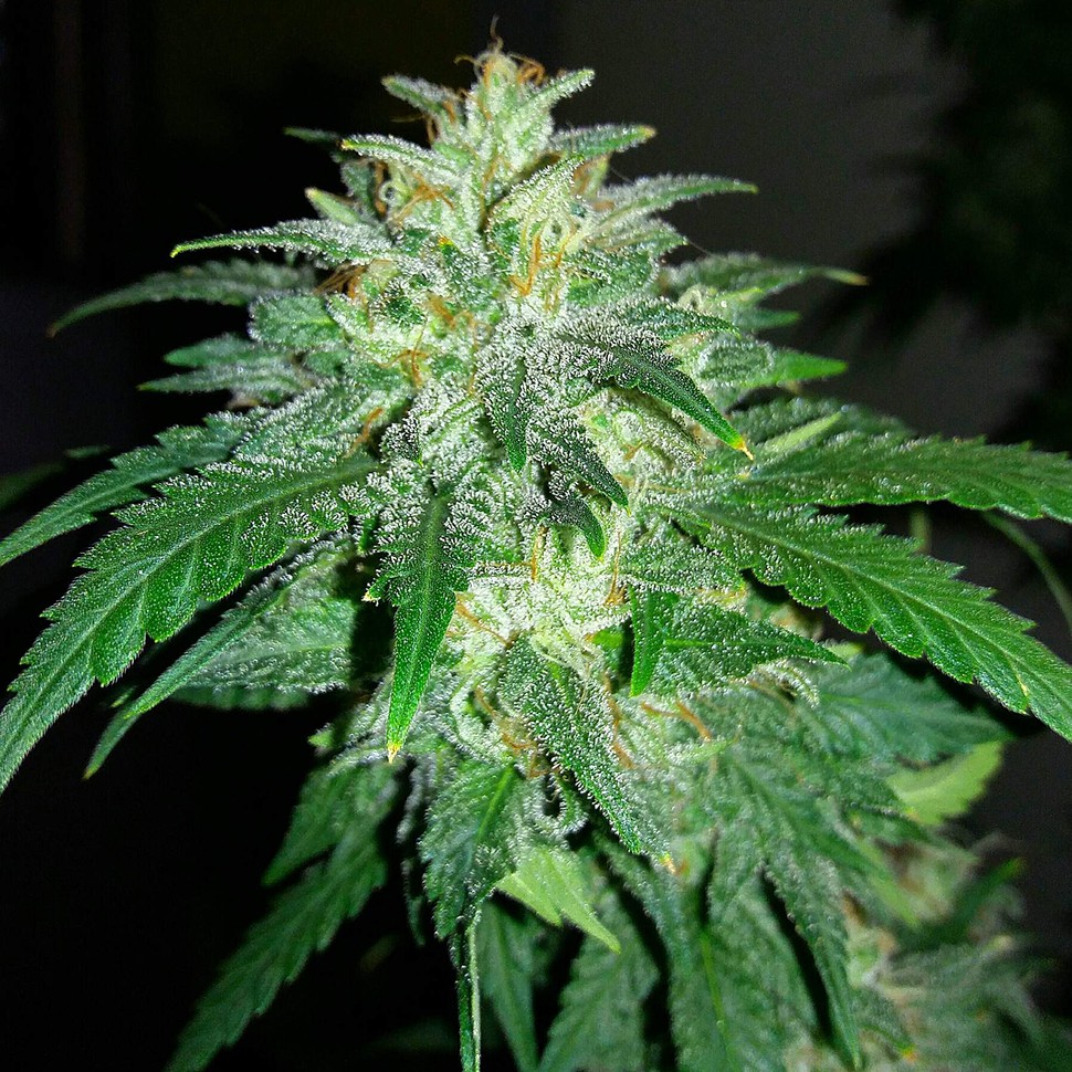 Семена марихуаны  Auto Bubba Kush feminised Ganja Seeds