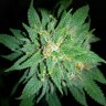 Семена марихуаны Auto Bubba Kush feminised Ganja Seeds