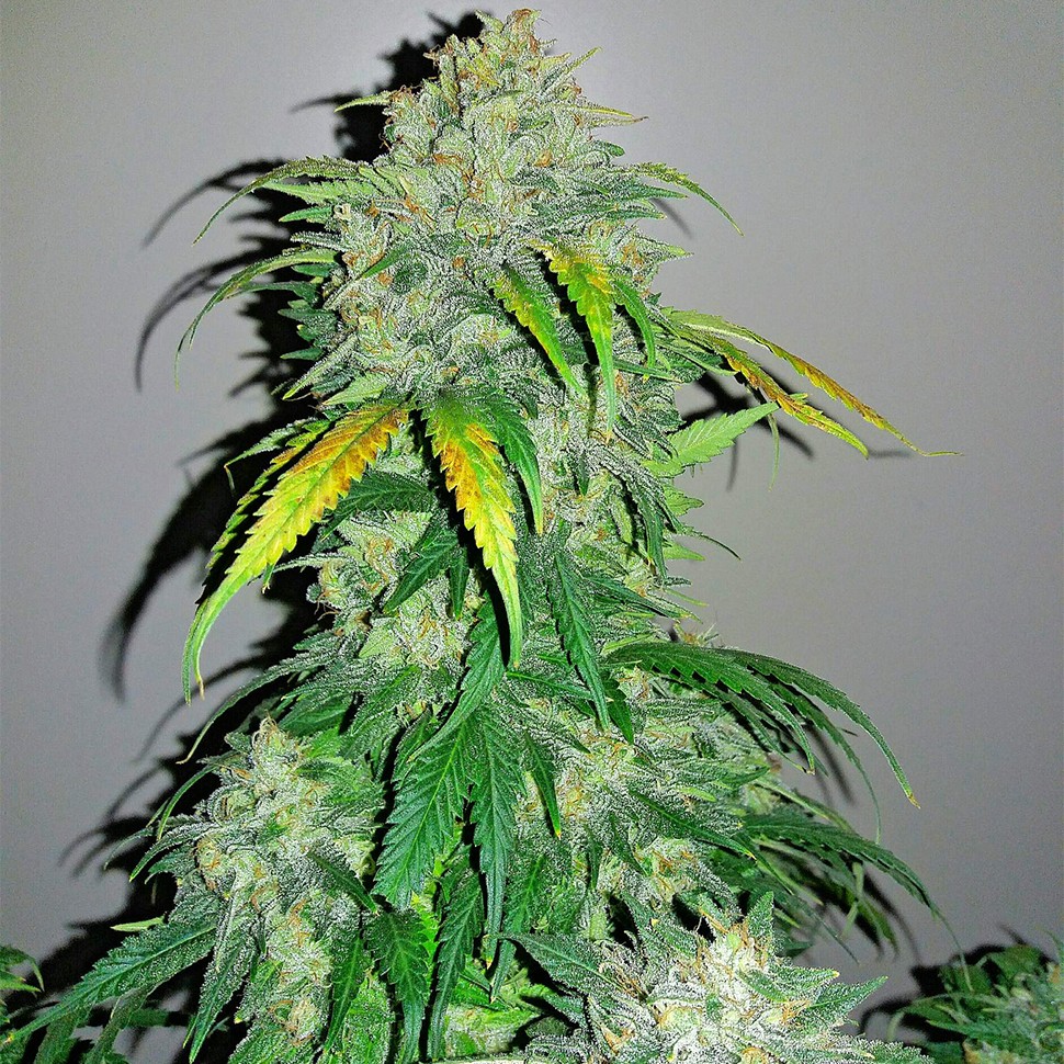 Семена каннабиса Auto Bubba Kush feminised Ganja Seeds