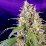 Семена конопли Auto Crystal Candy feminised Ganja Seeds