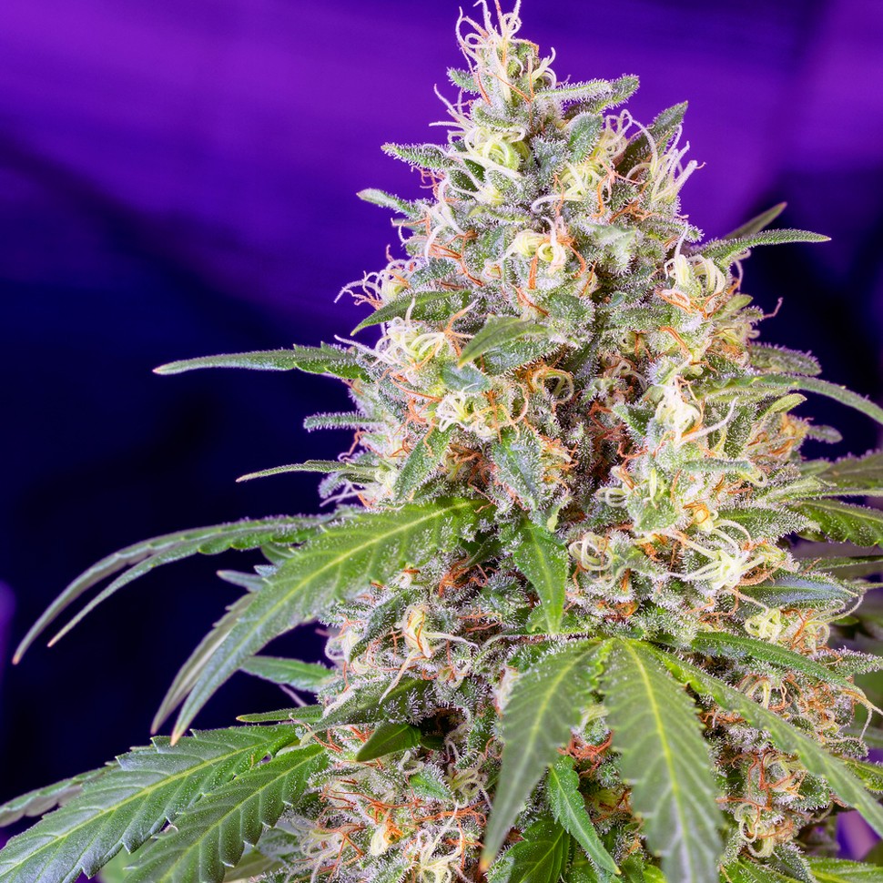 Семена ганжа  Auto Crystal Candy feminised Ganja Seeds