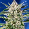 Семена каннабиса Auto Crystal Candy feminised Ganja Seeds