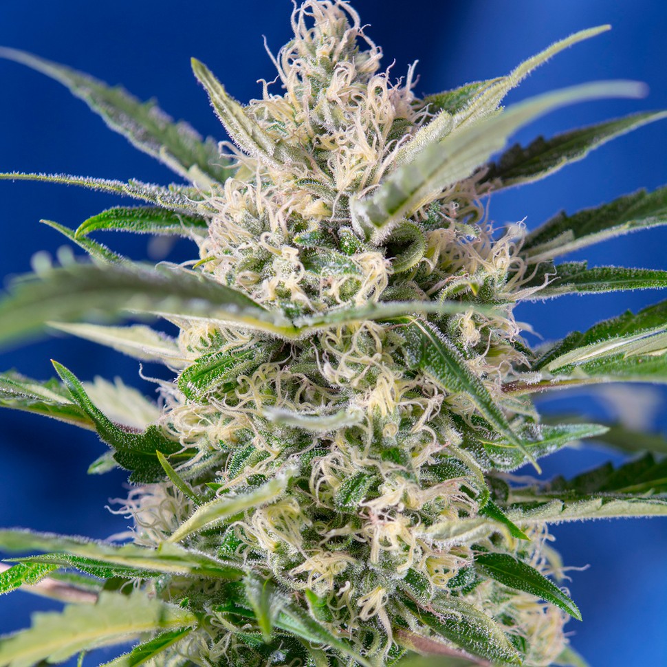 Семена каннабиса Auto Crystal Candy feminised Ganja Seeds