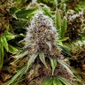 Ganesh feminised Ganja Seeds