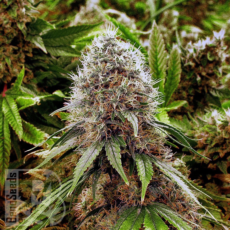 Ganesh feminised Ganja Seeds