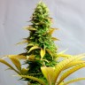 Семена  Critical CBG feminised Ganja Seeds