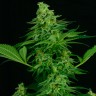 Семена  Critical CBG feminised Ganja Seeds