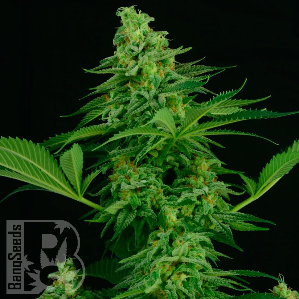 Семена  Critical CBG feminised Ganja Seeds