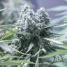 Семена  Critical CBG feminised Ganja Seeds