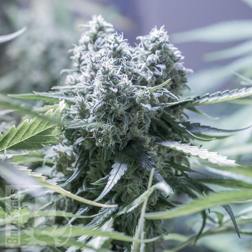 Семена  Critical CBG feminised Ganja Seeds