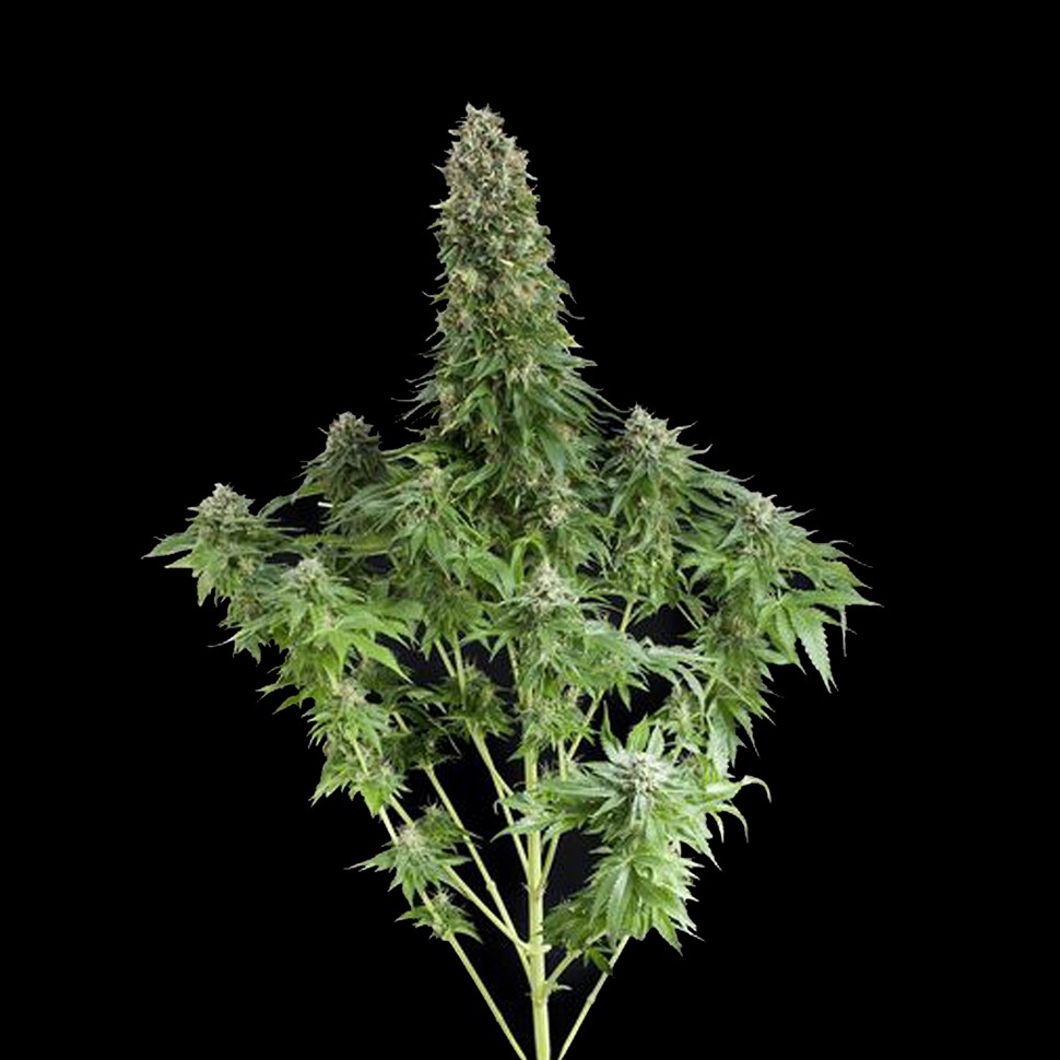 Семена марихуаны  White Siberian feminised Ganja Seeds