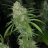 Семена марихуаны  White Siberian feminised Ganja Seeds