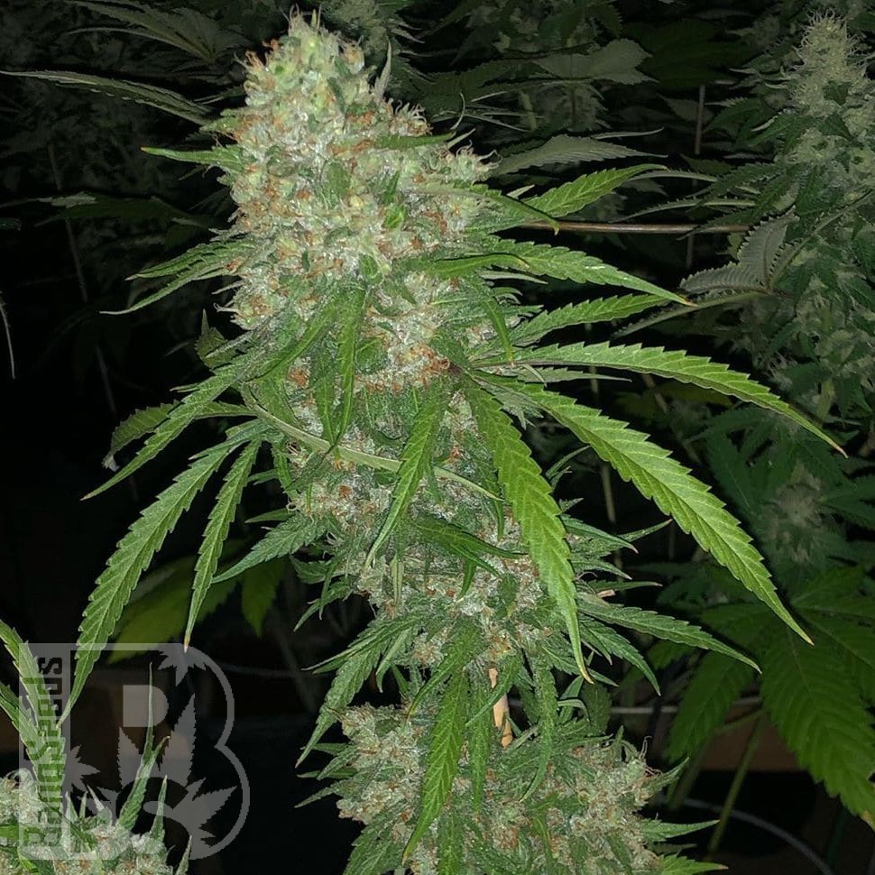 Семена марихуаны  White Siberian feminised Ganja Seeds