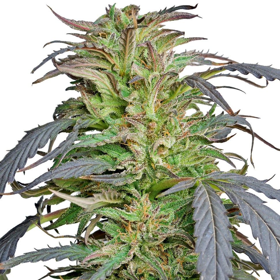 Семена конопли  Critical Super Silver Haze feminised Ganja Seeds