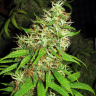 Семена конопли  Critical Super Silver Haze feminised Ganja Seeds