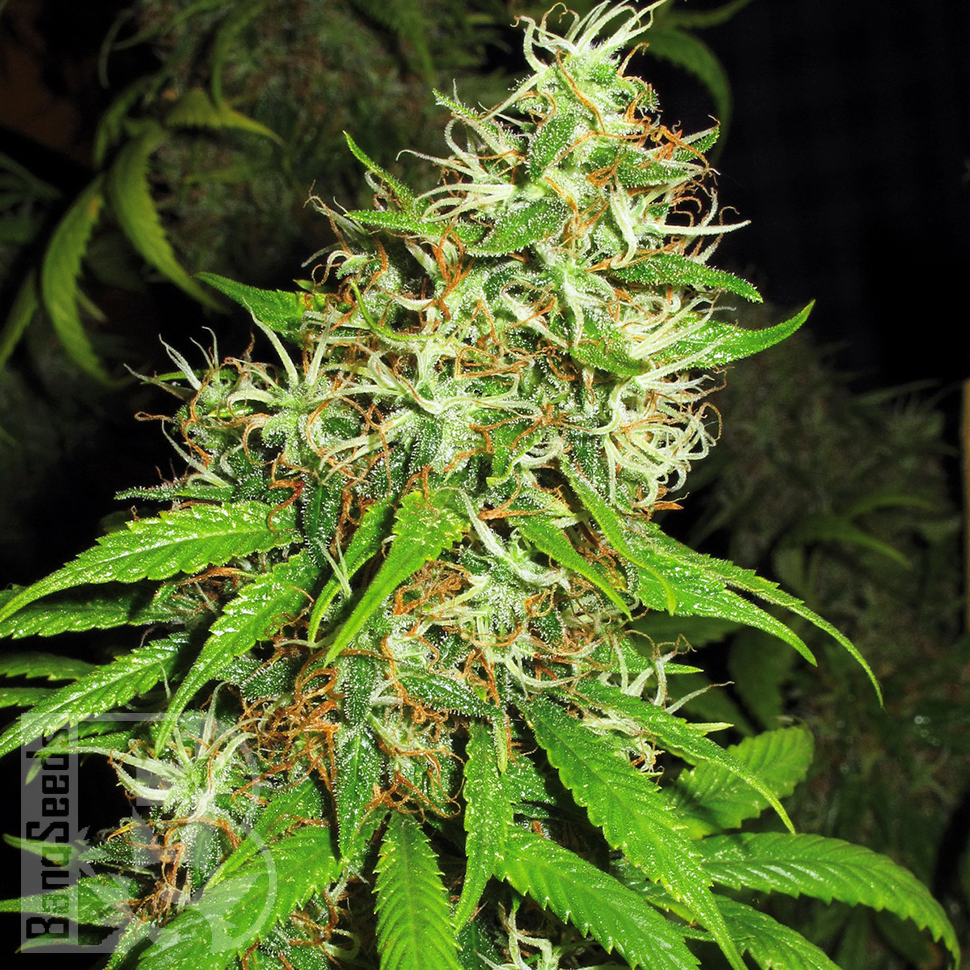 Семена конопли  Critical Super Silver Haze feminised Ganja Seeds