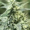 Семена  Auto Atameken feminised Bang Seeds