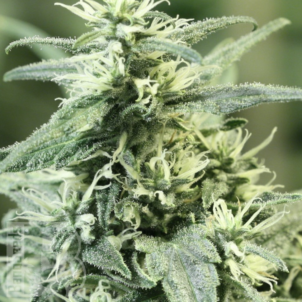 Семена  Auto Atameken feminised Bang Seeds