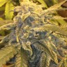 Семена  Auto Atameken feminised Bang Seeds