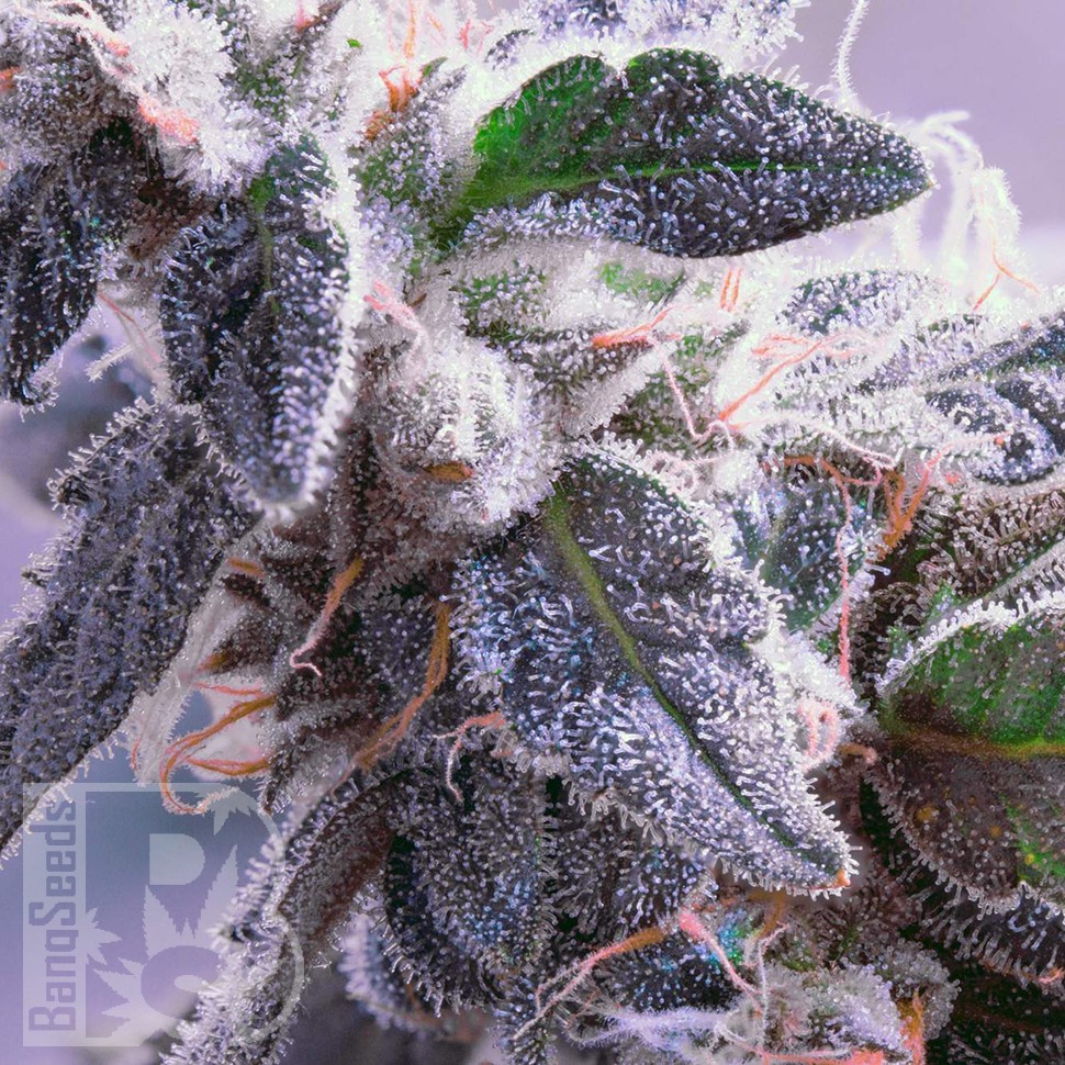 Himalaya Blue Diesel feminised Ganja Seeds