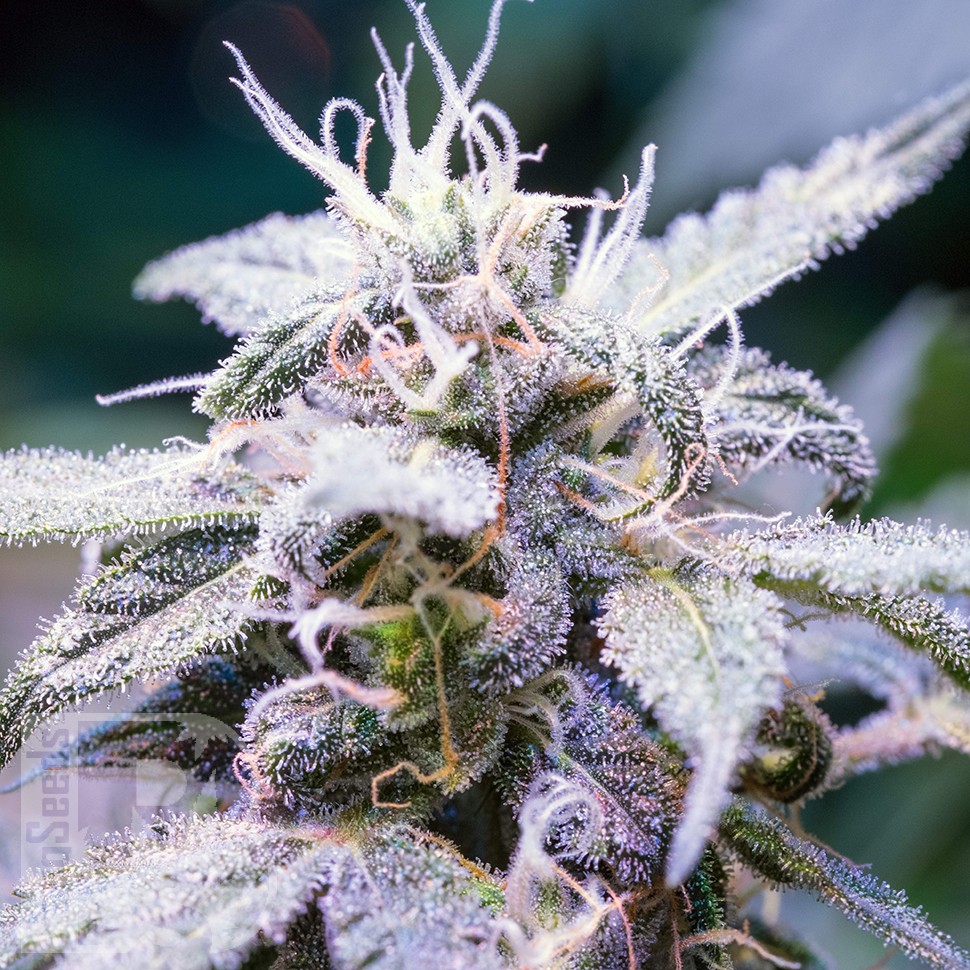 Himalaya Blue Diesel feminised Ganja Seeds