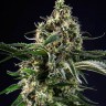 Семена марихуаны  Thinker feminised Ganja Seeds