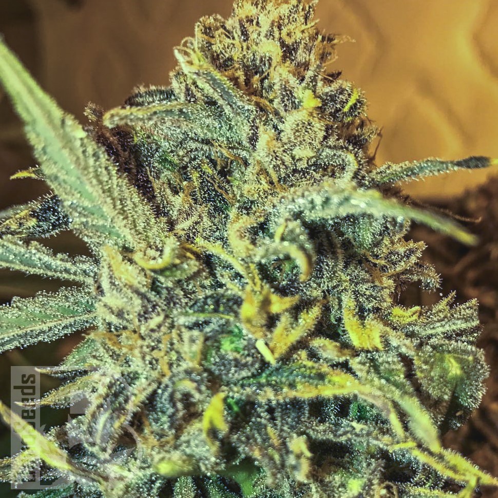 Семена марихуаны  Thinker feminised Ganja Seeds